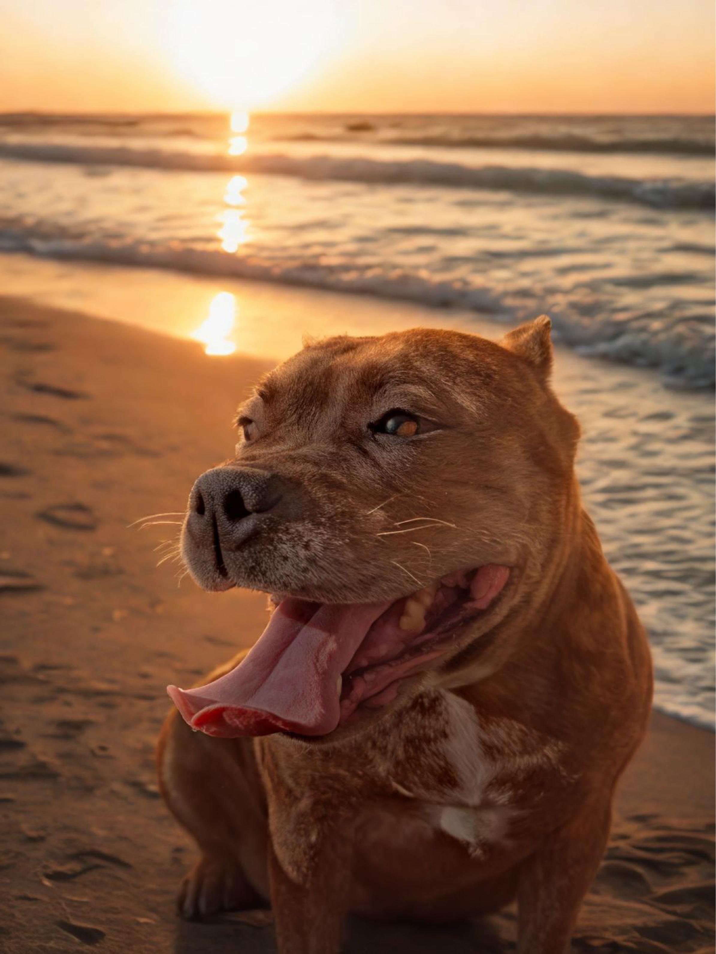 Enlarge Yoshe, a Adopted American Staffordshire Terrier in Pacifica, CA image 1/6