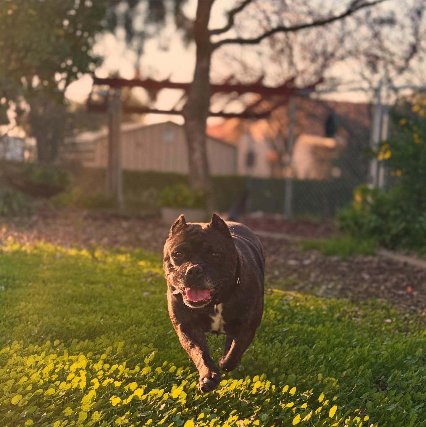 Enlarge Yoshe, a Adopted American Staffordshire Terrier in Pacifica, CA image 4/6