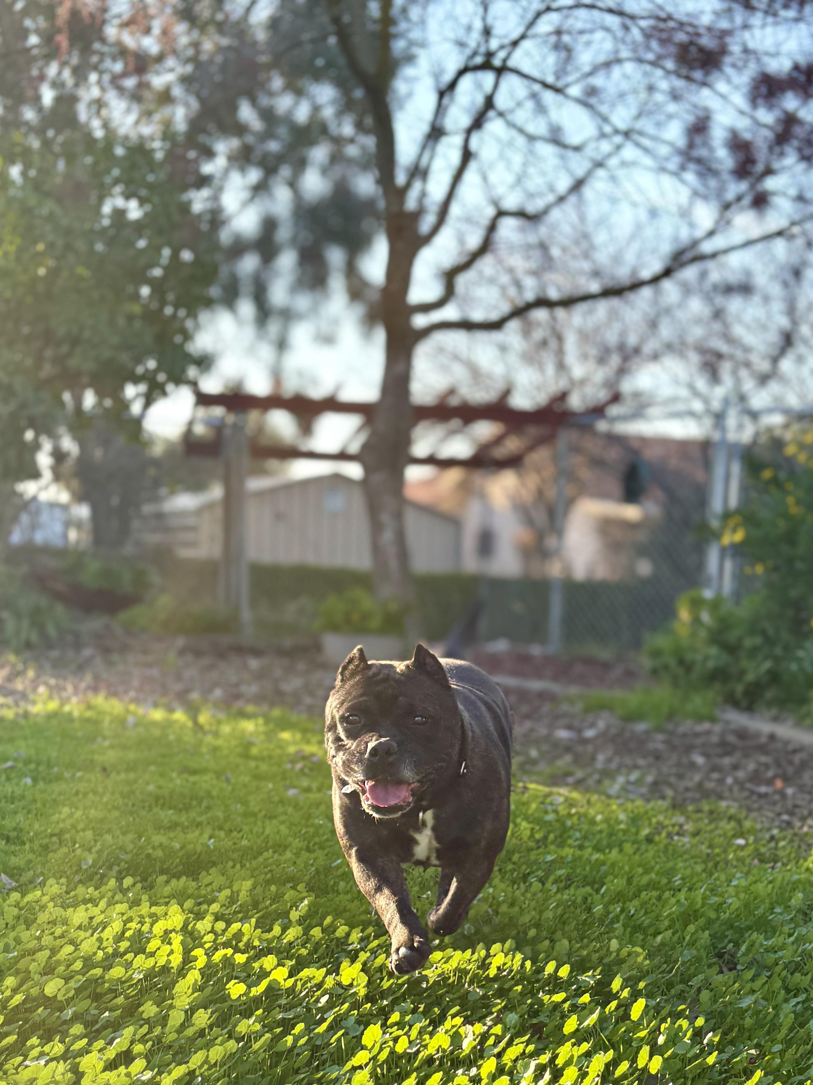 Enlarge Yoshe, a Adopted American Staffordshire Terrier in Pacifica, CA image 5/6