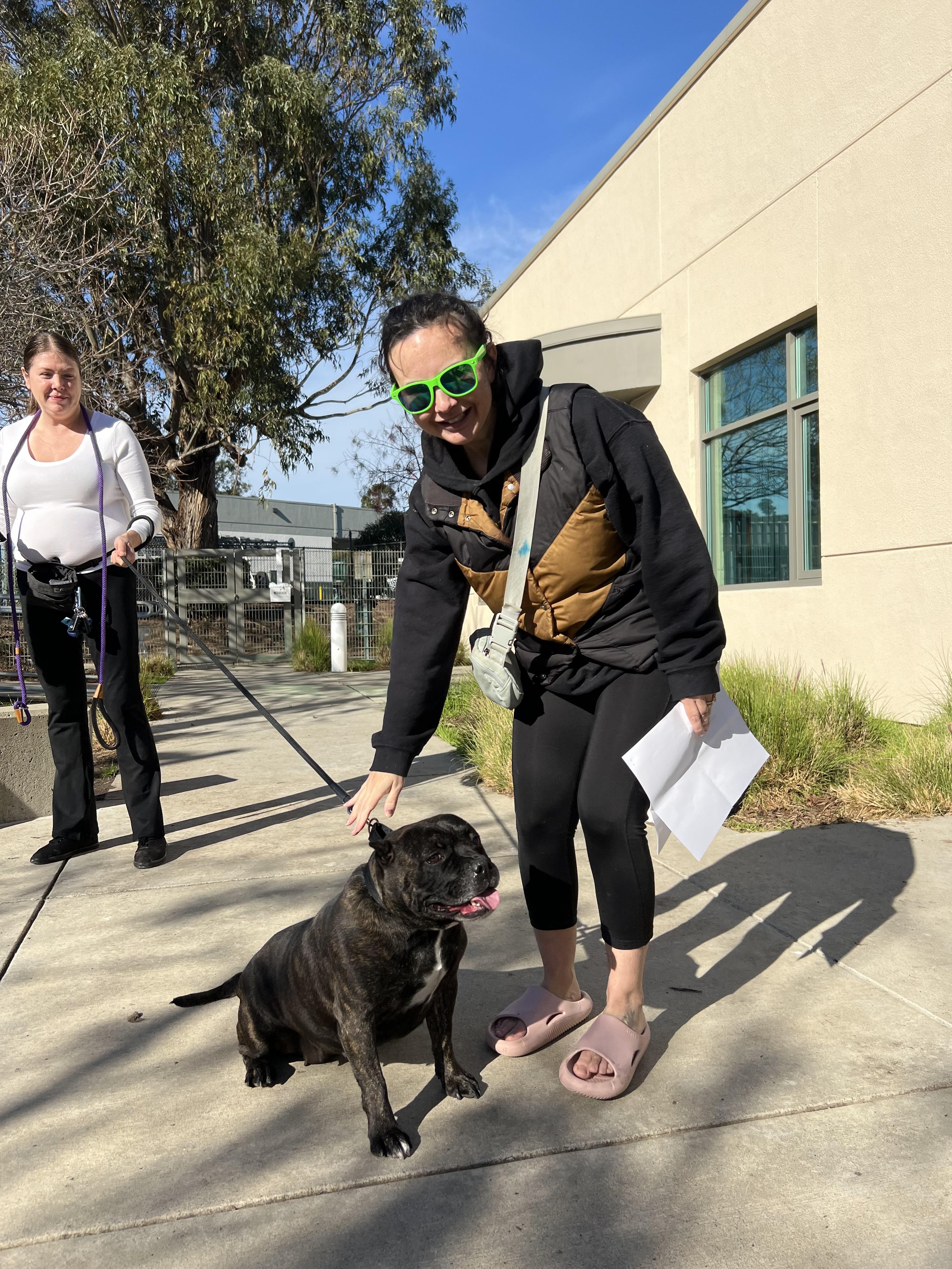 Enlarge Yoshe, a Adopted American Staffordshire Terrier in Pacifica, CA image 3/6