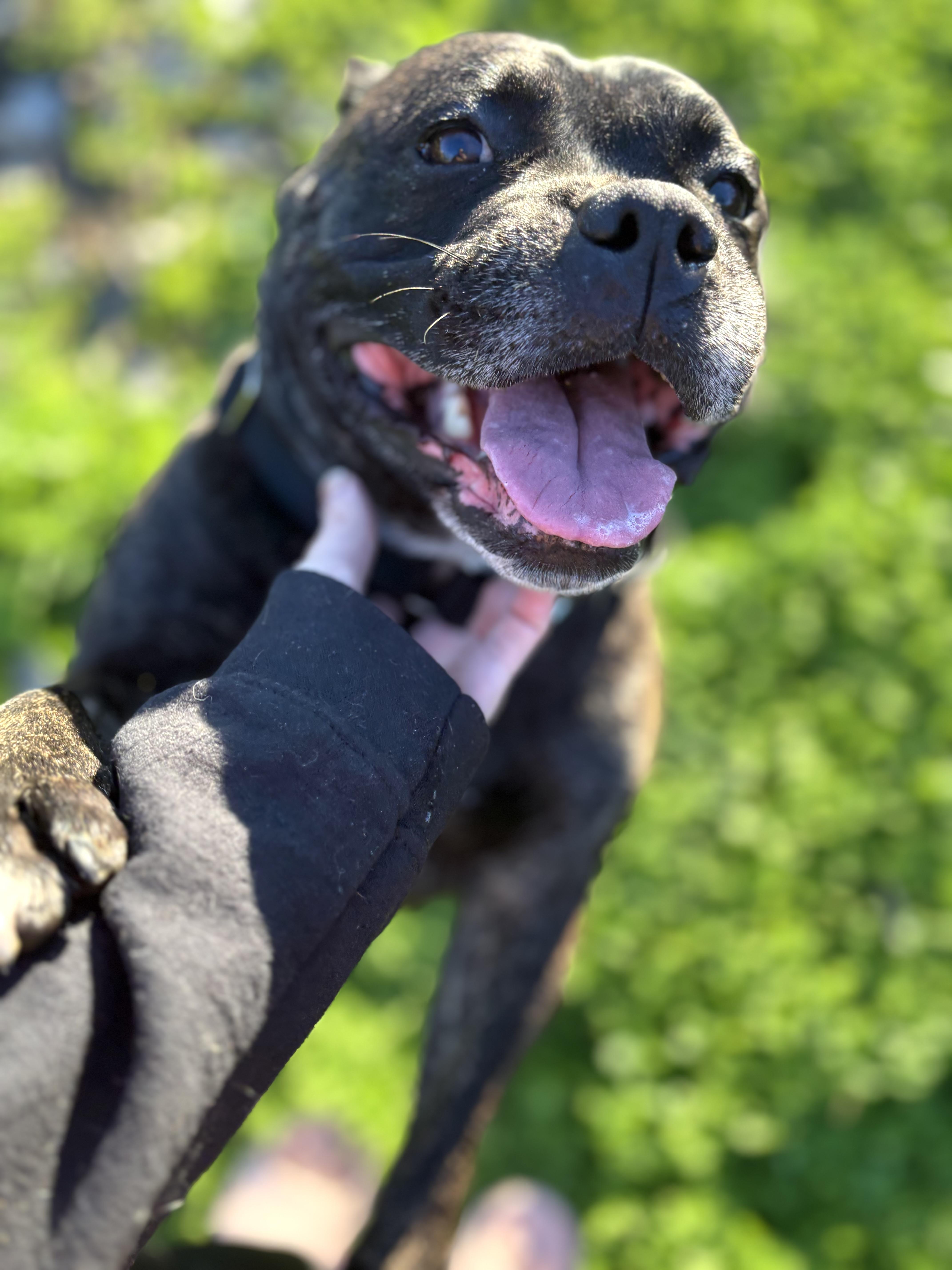 Enlarge Yoshe, a Adopted American Staffordshire Terrier in Pacifica, CA image 2/6