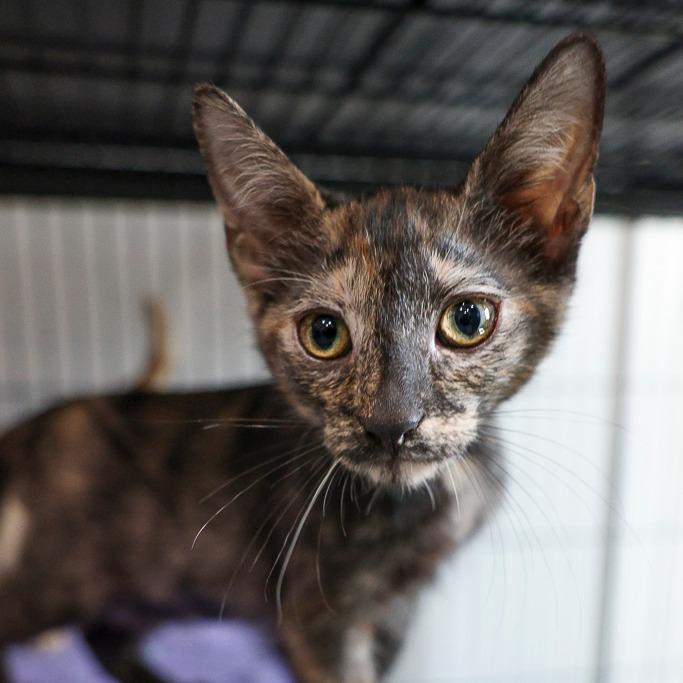 Disney, Adoptable, Kitten Female Domestic Short Hair.