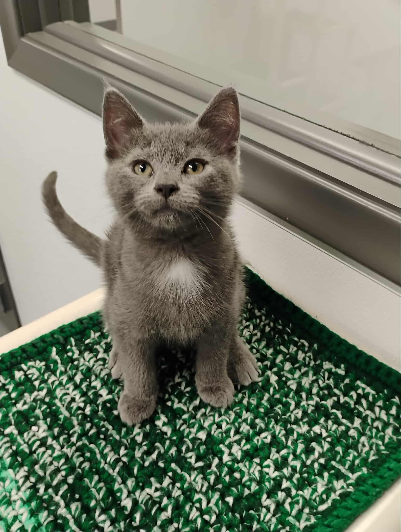 Miles Gray, adopted, Kitten Male Domestic Short Hair.