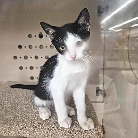 Noa, ADOPTABLE, Kitten Male Domestic Short Hair.