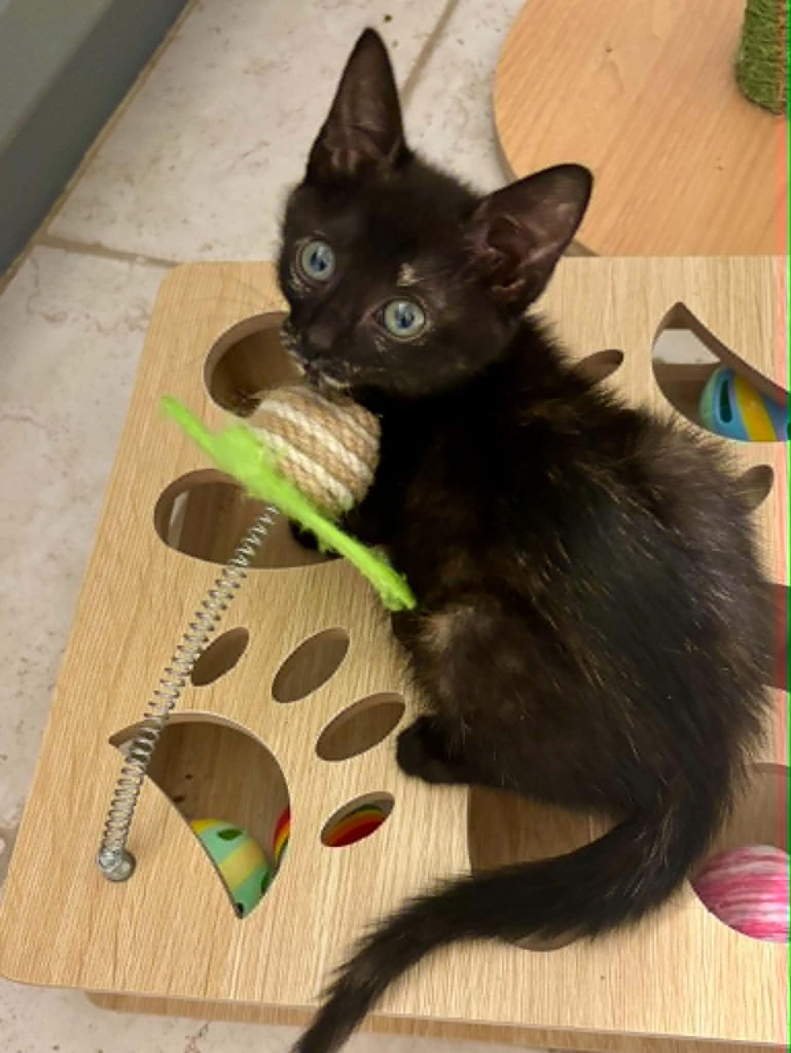 Billie Jean, a ADOPTABLE Domestic Short Hair in Overland Park, KS image 4/6