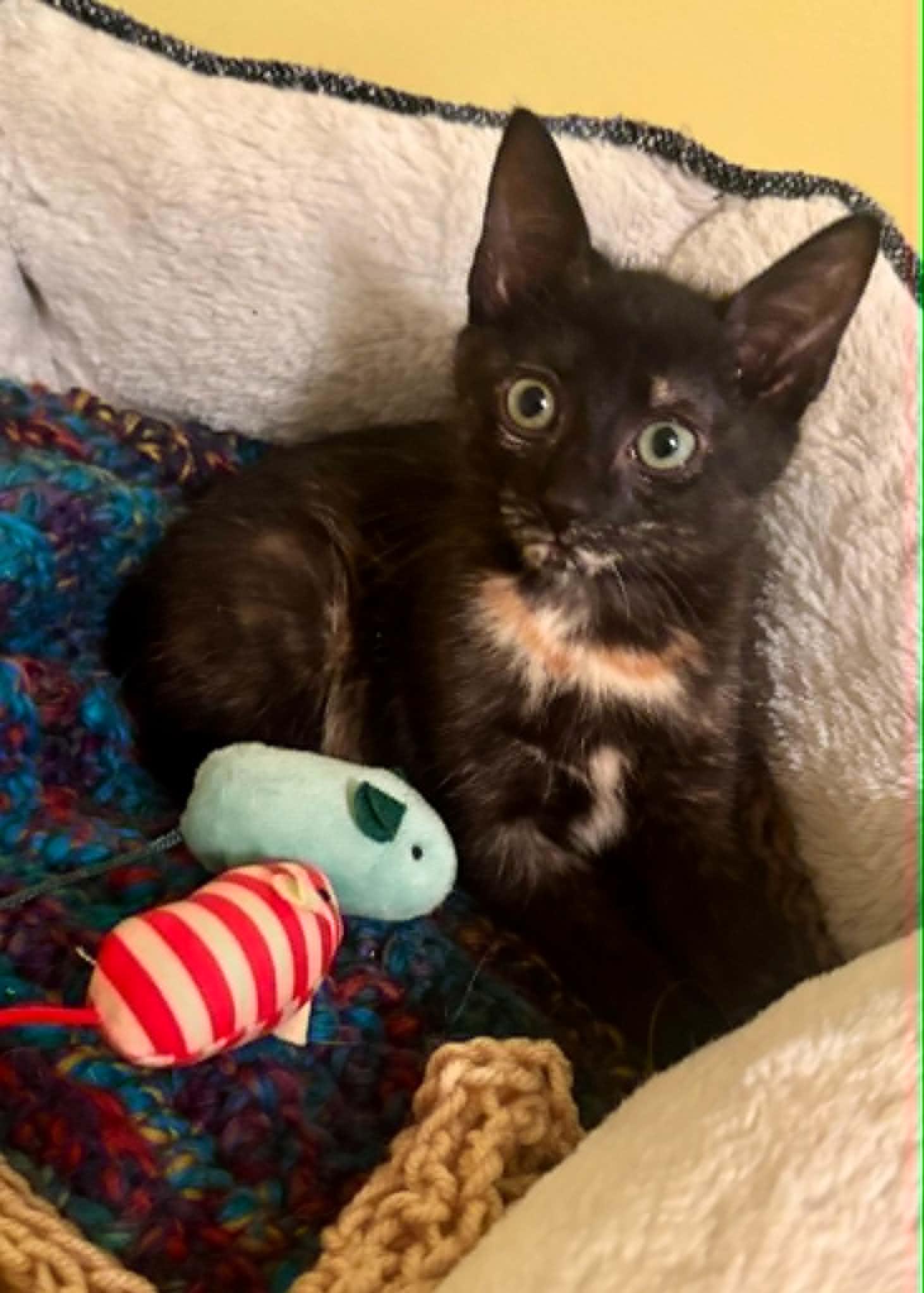 Billie Jean, a ADOPTABLE Domestic Short Hair in Overland Park, KS image 2/6