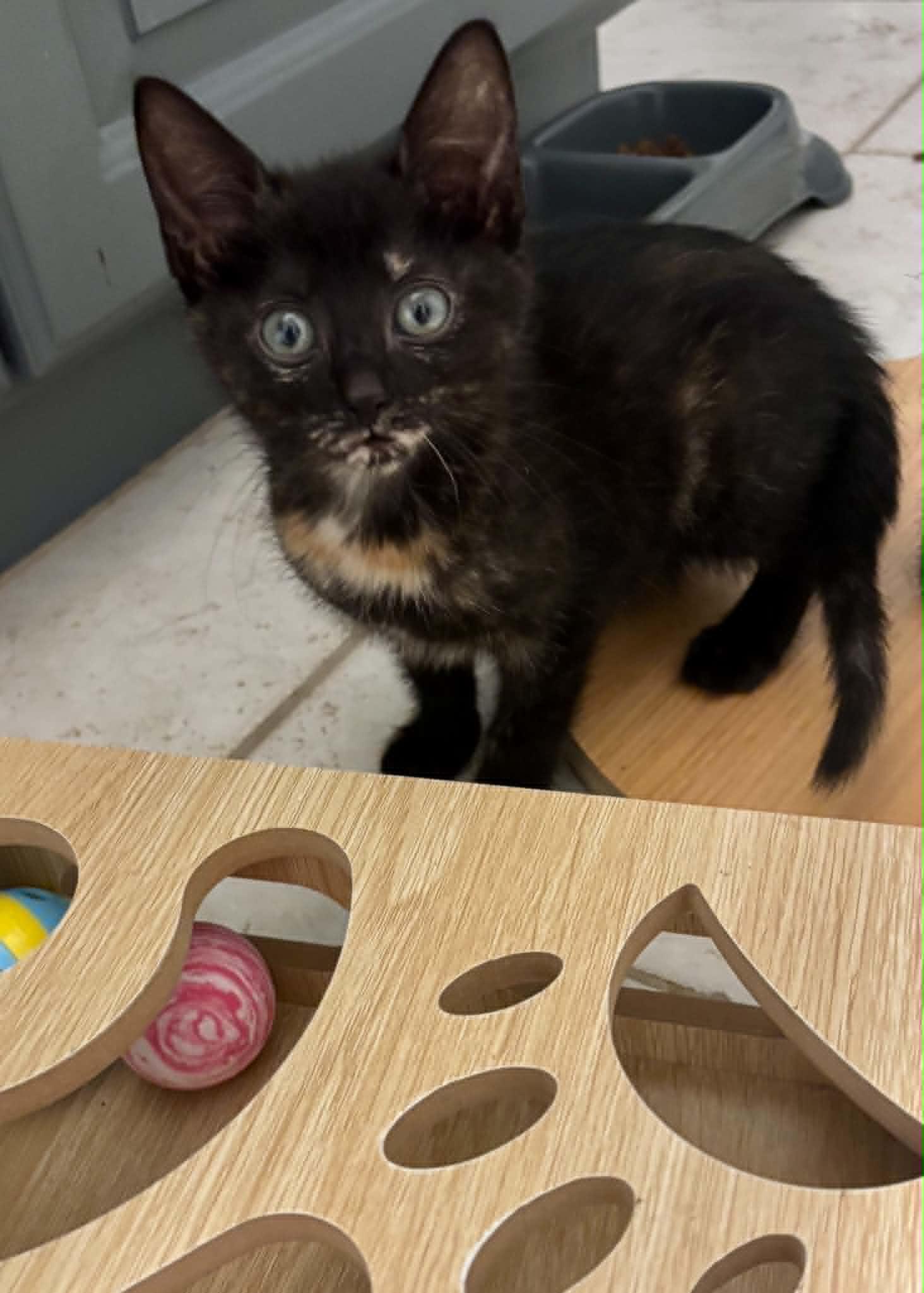 Billie Jean, a ADOPTABLE Domestic Short Hair in Overland Park, KS image 5/6
