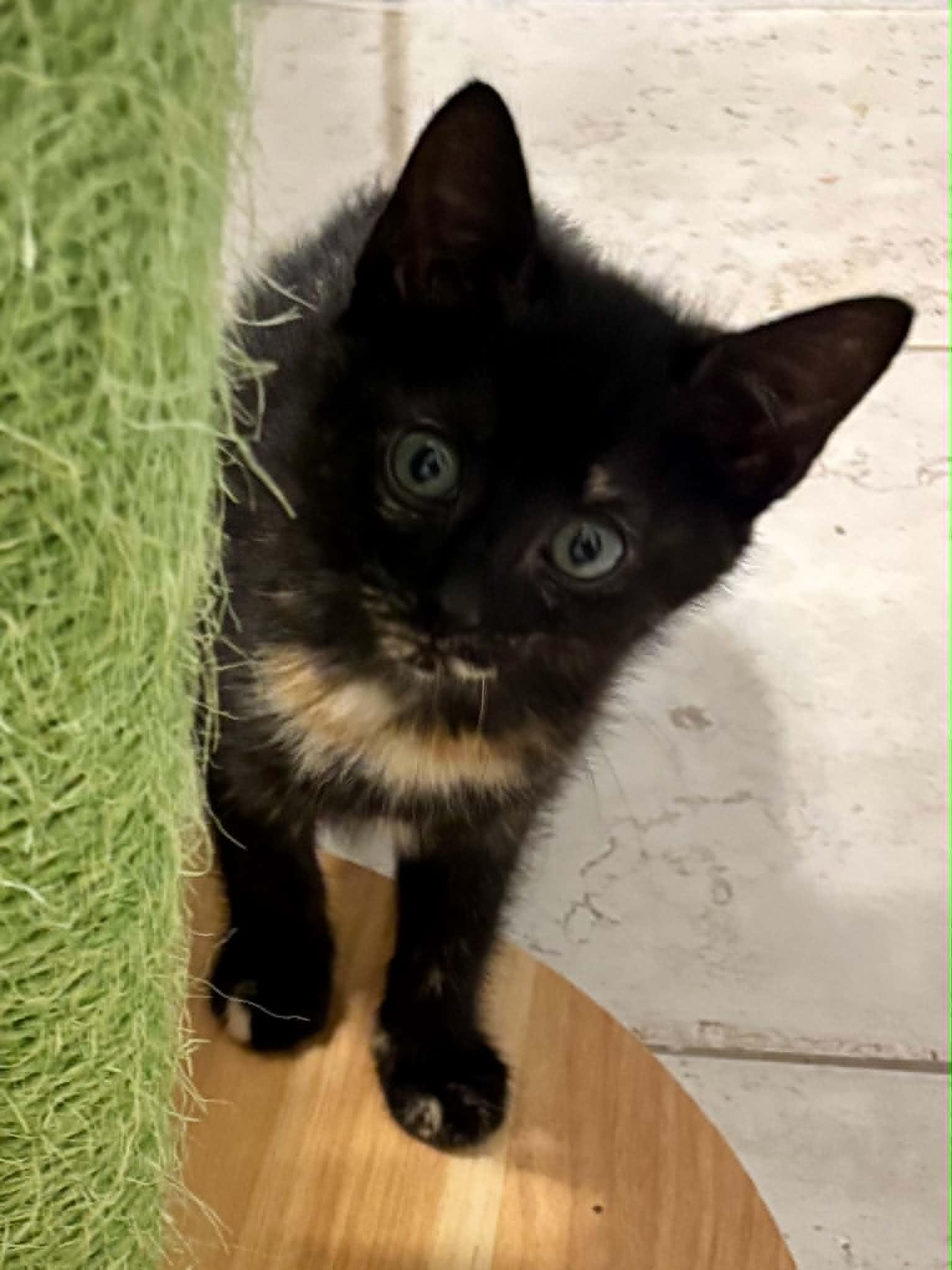 Billie Jean, ADOPTABLE, Kitten Female Domestic Short Hair.