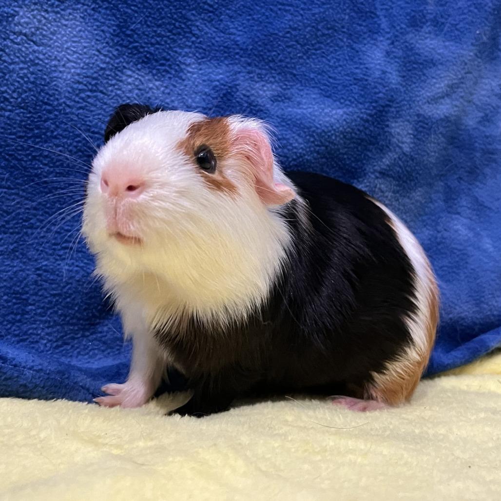 Jasper (bonded with Oakley), Adoptable, Young Male Guinea Pig.