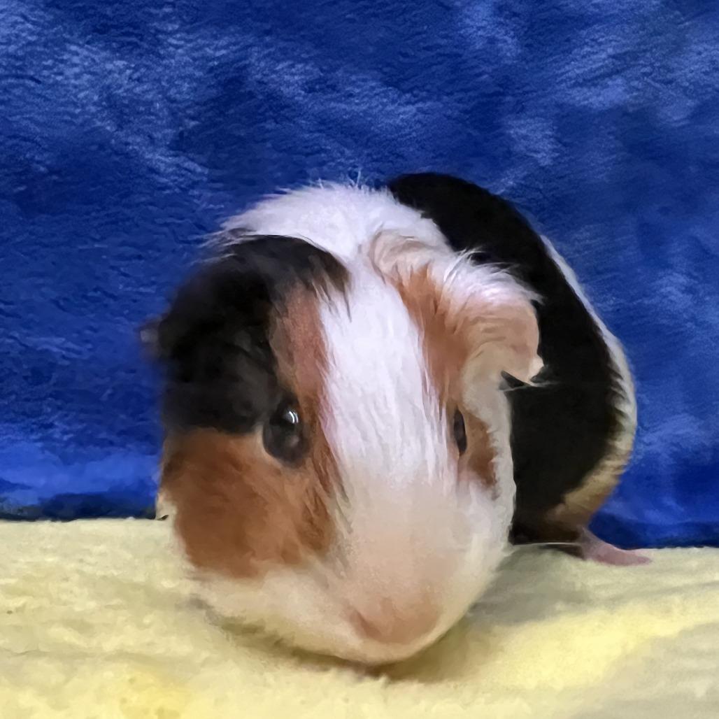 Enlarge Jasper (bonded with Oakley), a Adoptable Guinea Pig in Decatur, GA image 2/5