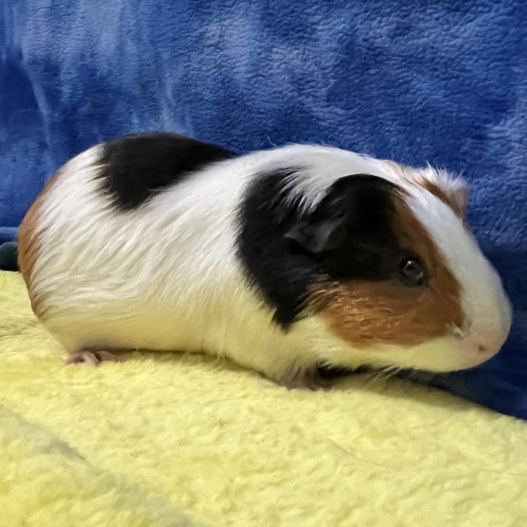 Enlarge Jasper (bonded with Oakley), a Adoptable Guinea Pig in Decatur, GA image 3/5
