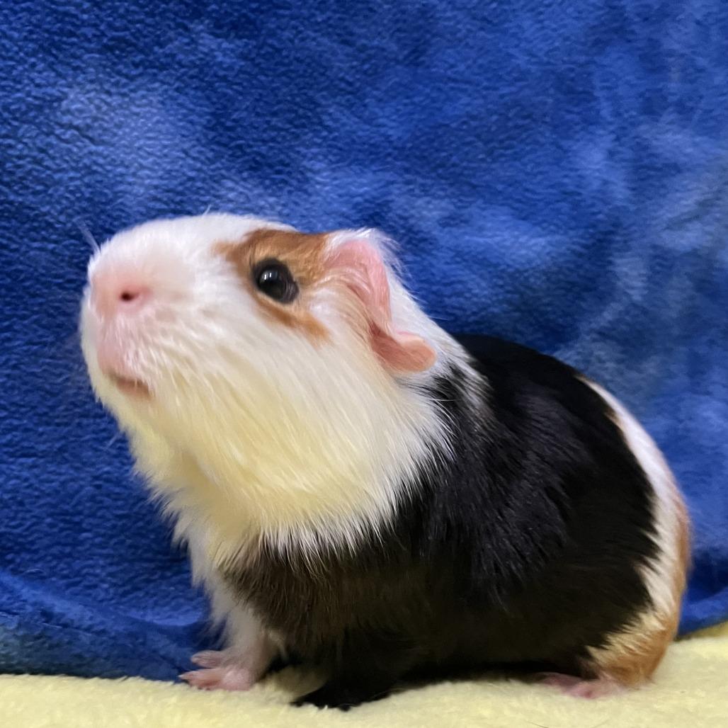 Enlarge Jasper (bonded with Oakley), a Adoptable Guinea Pig in Decatur, GA image 4/5