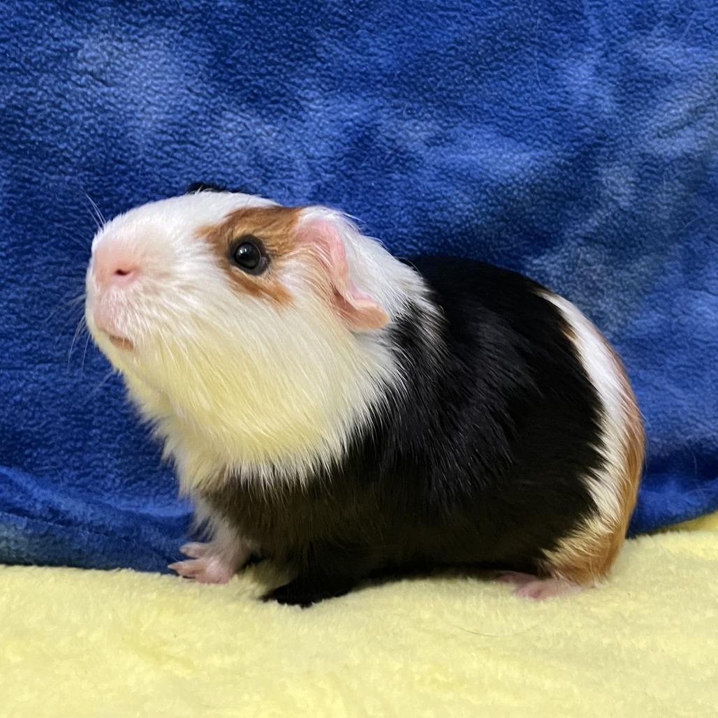 Enlarge Jasper (bonded with Oakley), a Adoptable Guinea Pig in Decatur, GA image 5/5