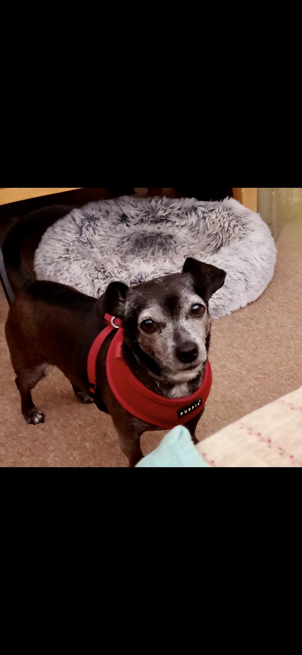 Nina, Adopted, Adult Female Dachshund & Chihuahua.