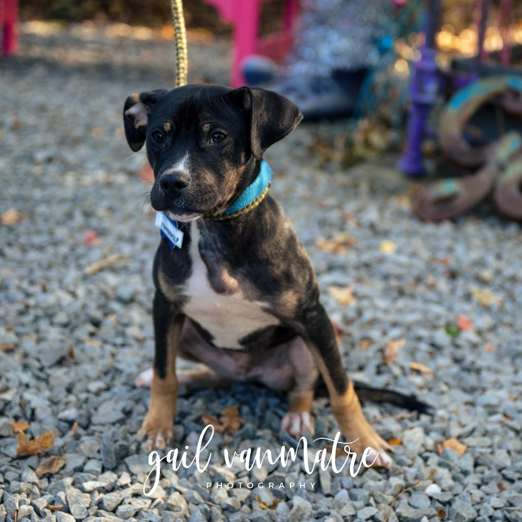 Steppenwolf, Adoptable, Puppy Male Labrador Retriever.