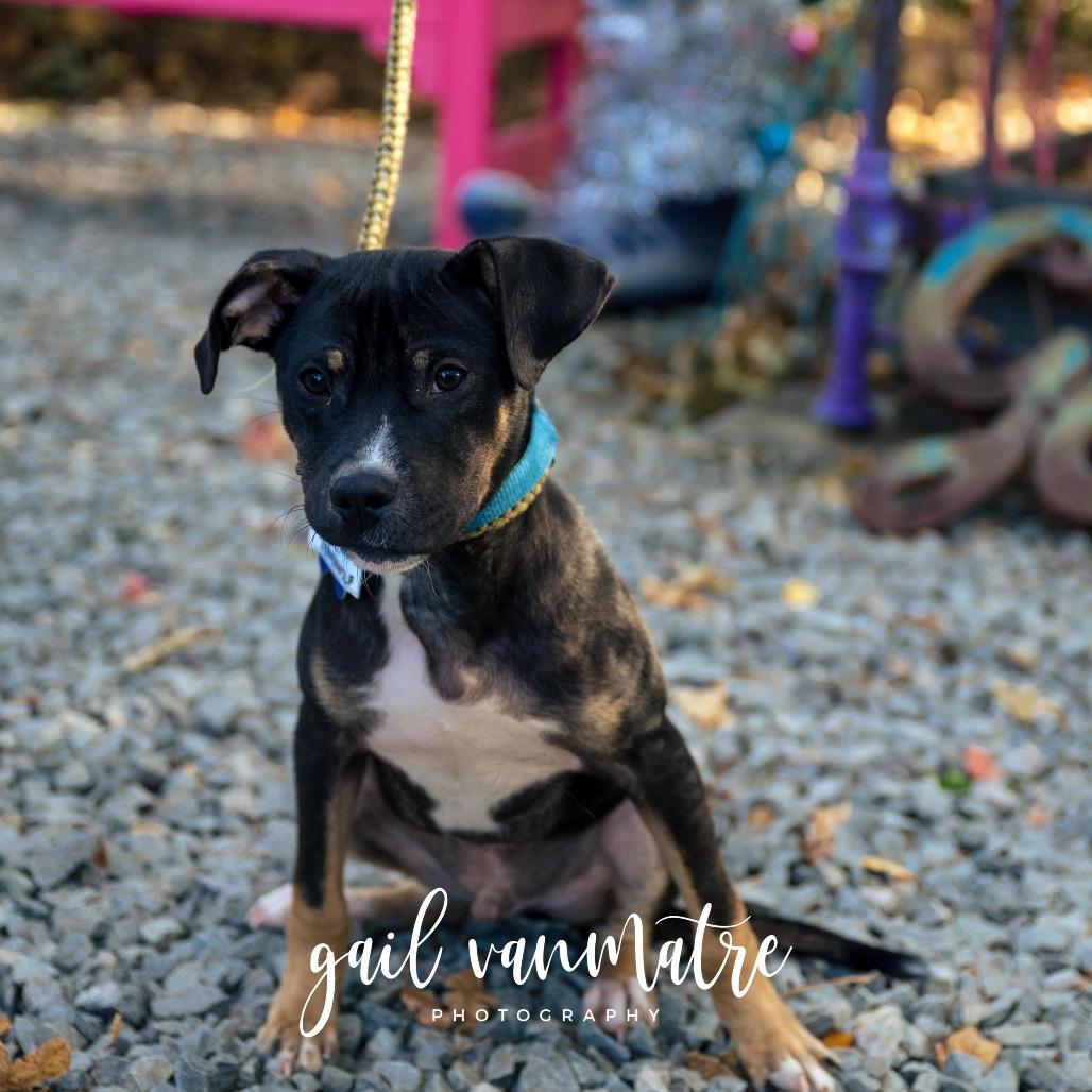 Enlarge Steppenwolf, a Adoptable Labrador Retriever in Wake Forest, NC image 3/4