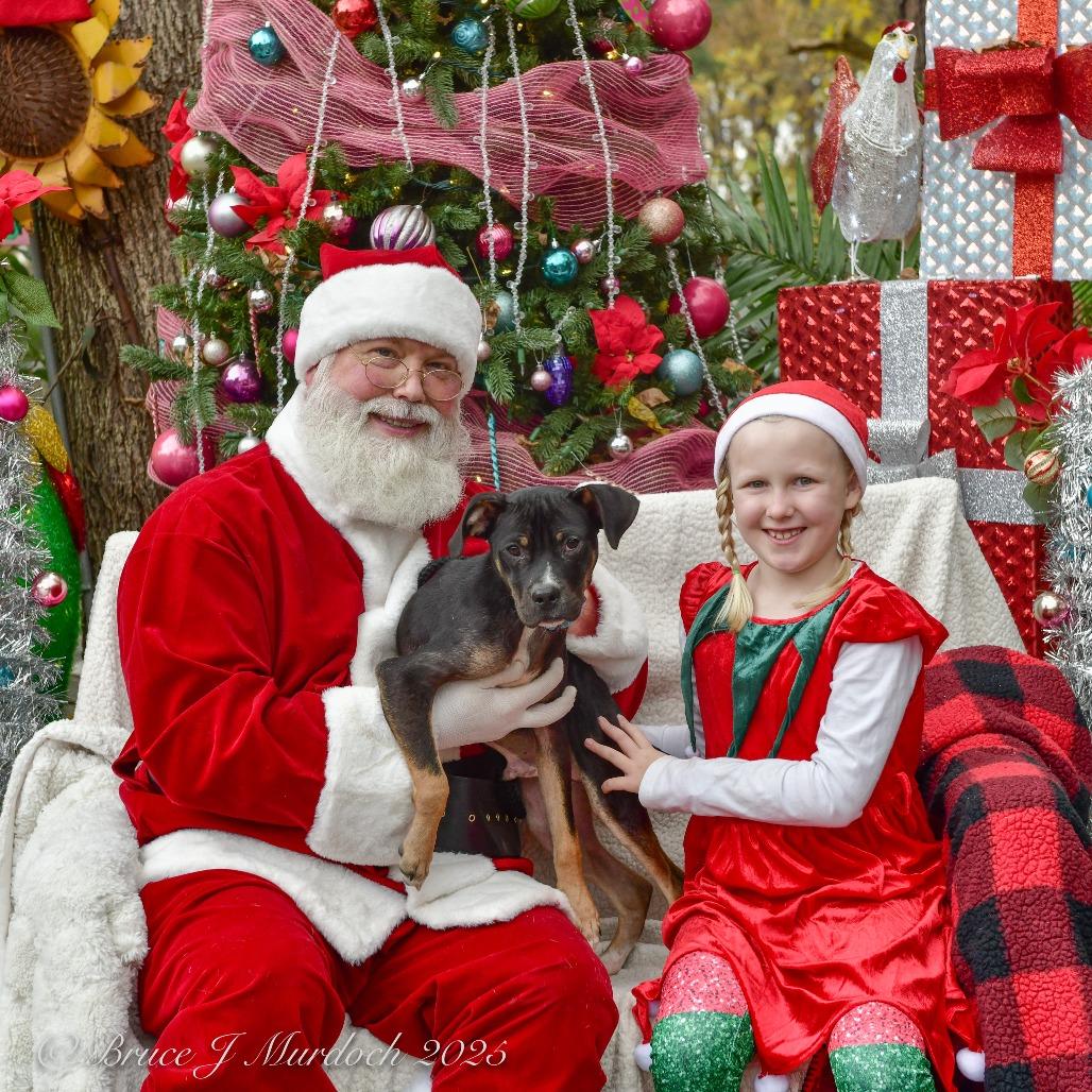 Enlarge Steppenwolf, a Adoptable Labrador Retriever in Wake Forest, NC image 4/4