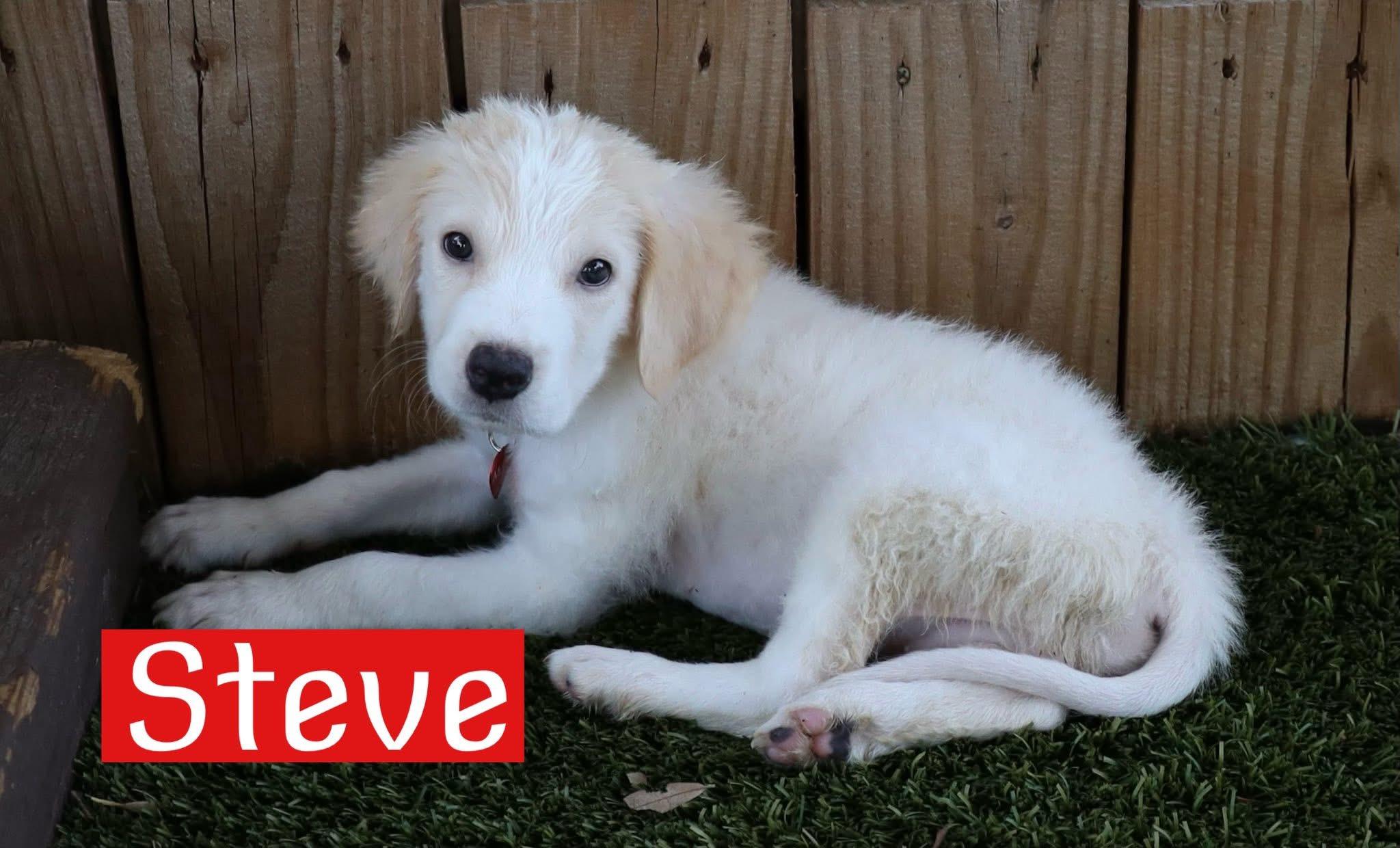 Steve photo 2
