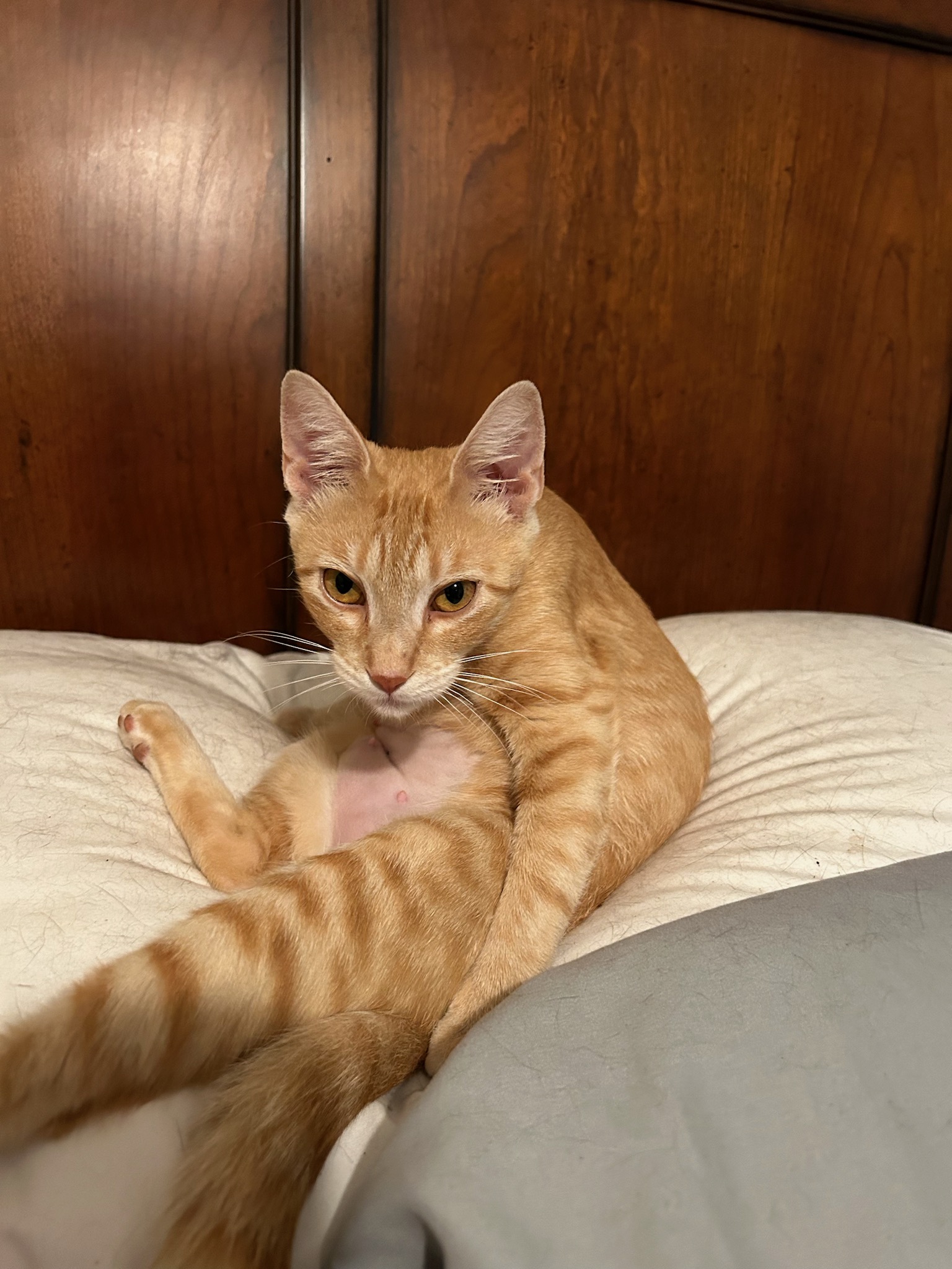 Bailey, a Adopted Domestic Short Hair in Hot Springs, AR image 2/2