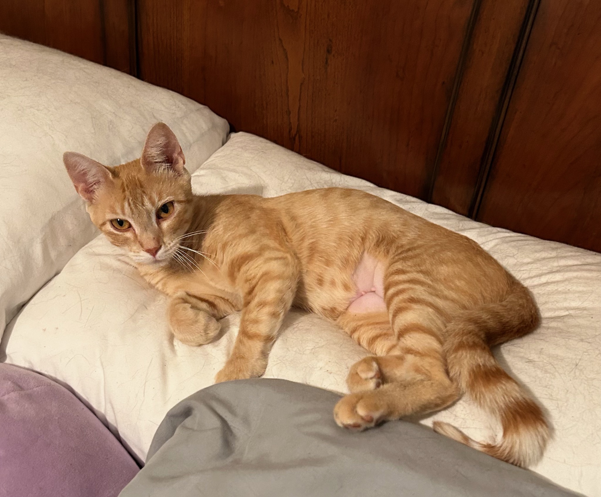 Bailey, a Adopted Domestic Short Hair in Hot Springs, AR image 1/2