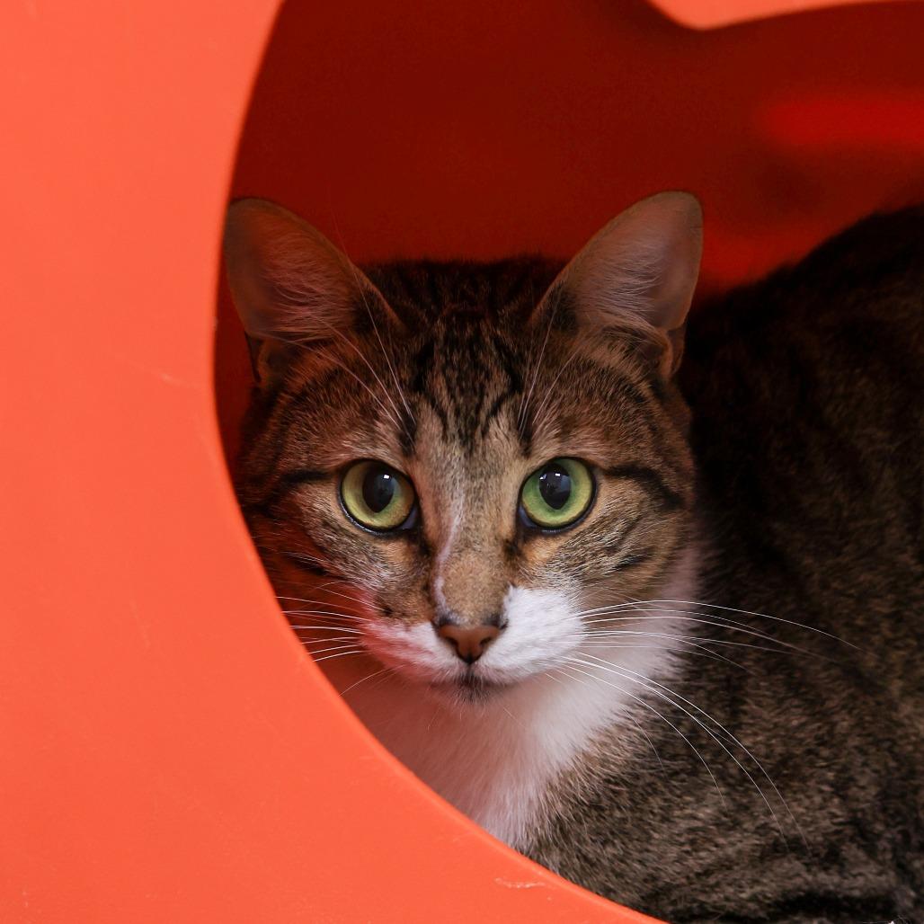 Bambi, Adoptable, Adult Male Domestic Short Hair.