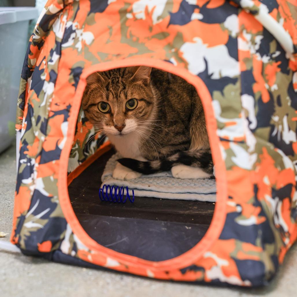 Enlarge Bambi, a Adoptable Domestic Short Hair in Los Angeles, CA image 2/4