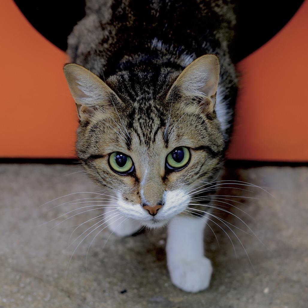 Enlarge Bambi, a Adoptable Domestic Short Hair in Los Angeles, CA image 3/4