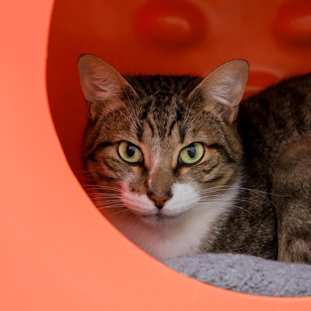 Enlarge Bambi, a Adoptable Domestic Short Hair in Los Angeles, CA image 4/4