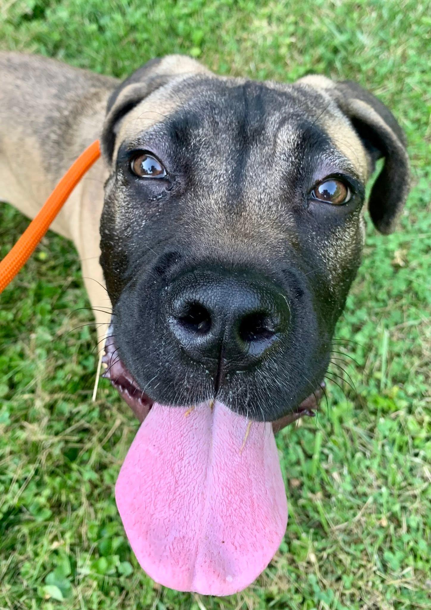 Ravi, a ADOPTABLE Mastiff in Dayton, OH image 2/5