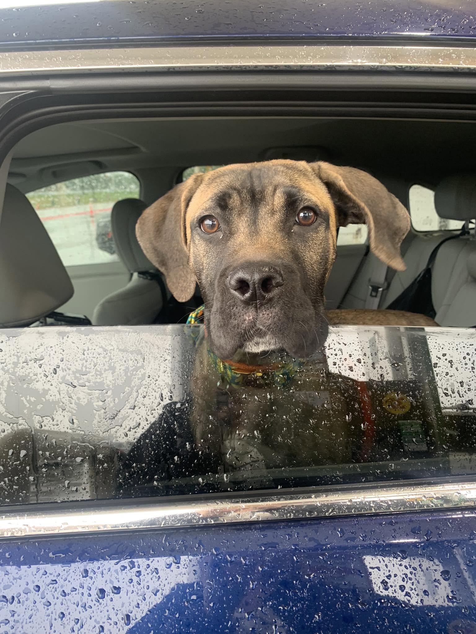 Ravi, ADOPTABLE, Young Male Mastiff.