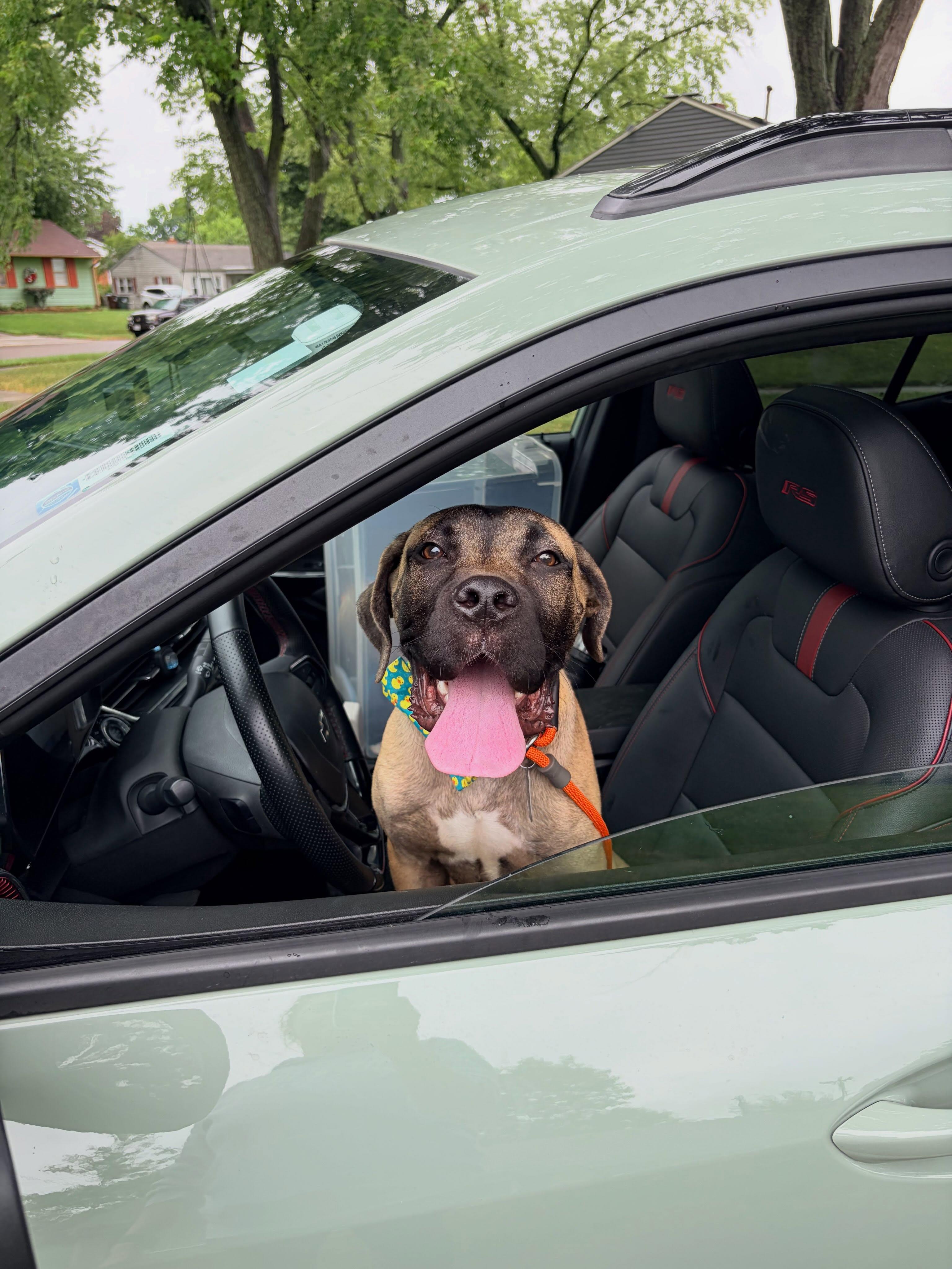 Ravi, a ADOPTABLE Mastiff in Dayton, OH image 4/5