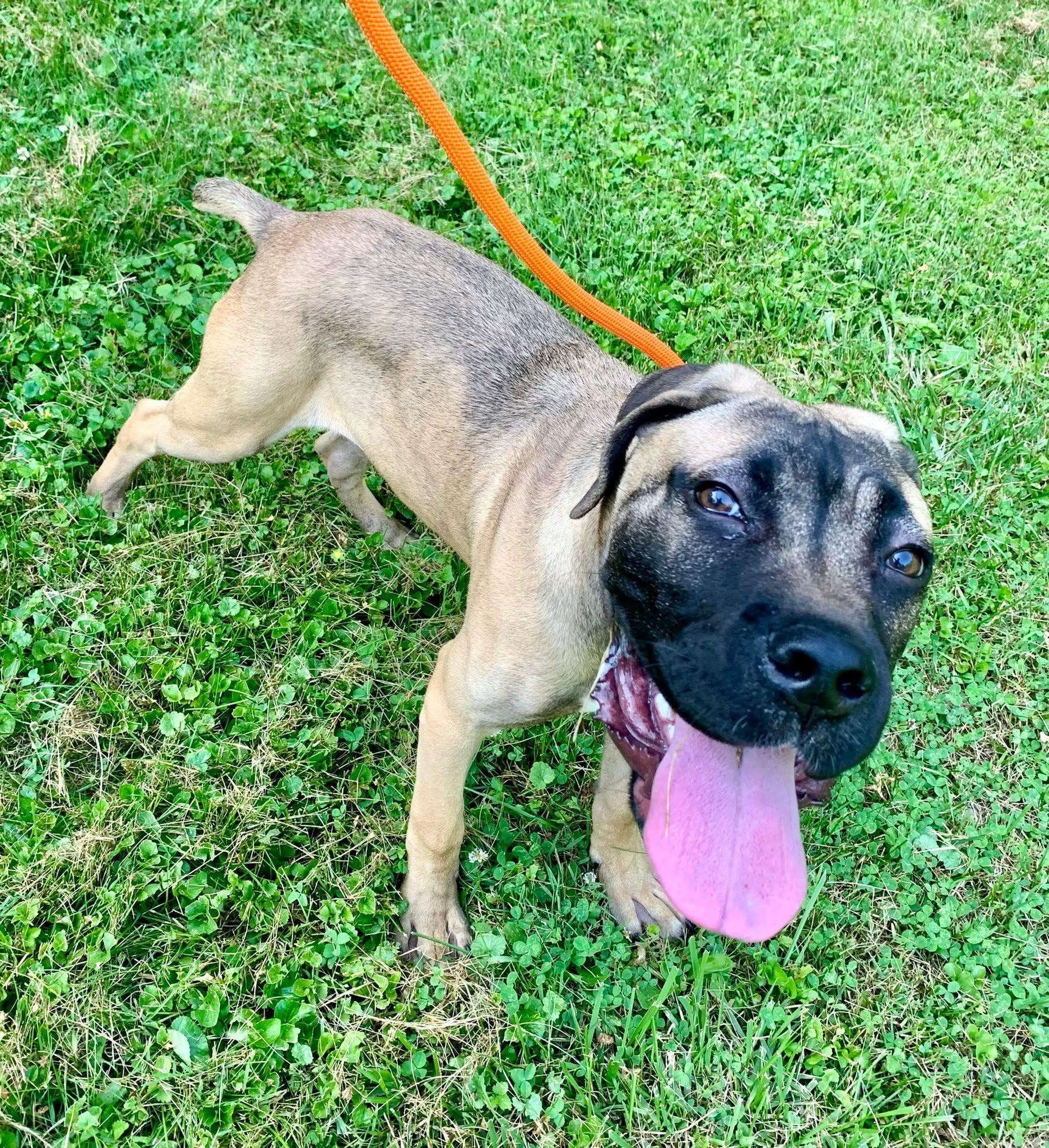 Ravi, a ADOPTABLE Mastiff in Dayton, OH image 5/5