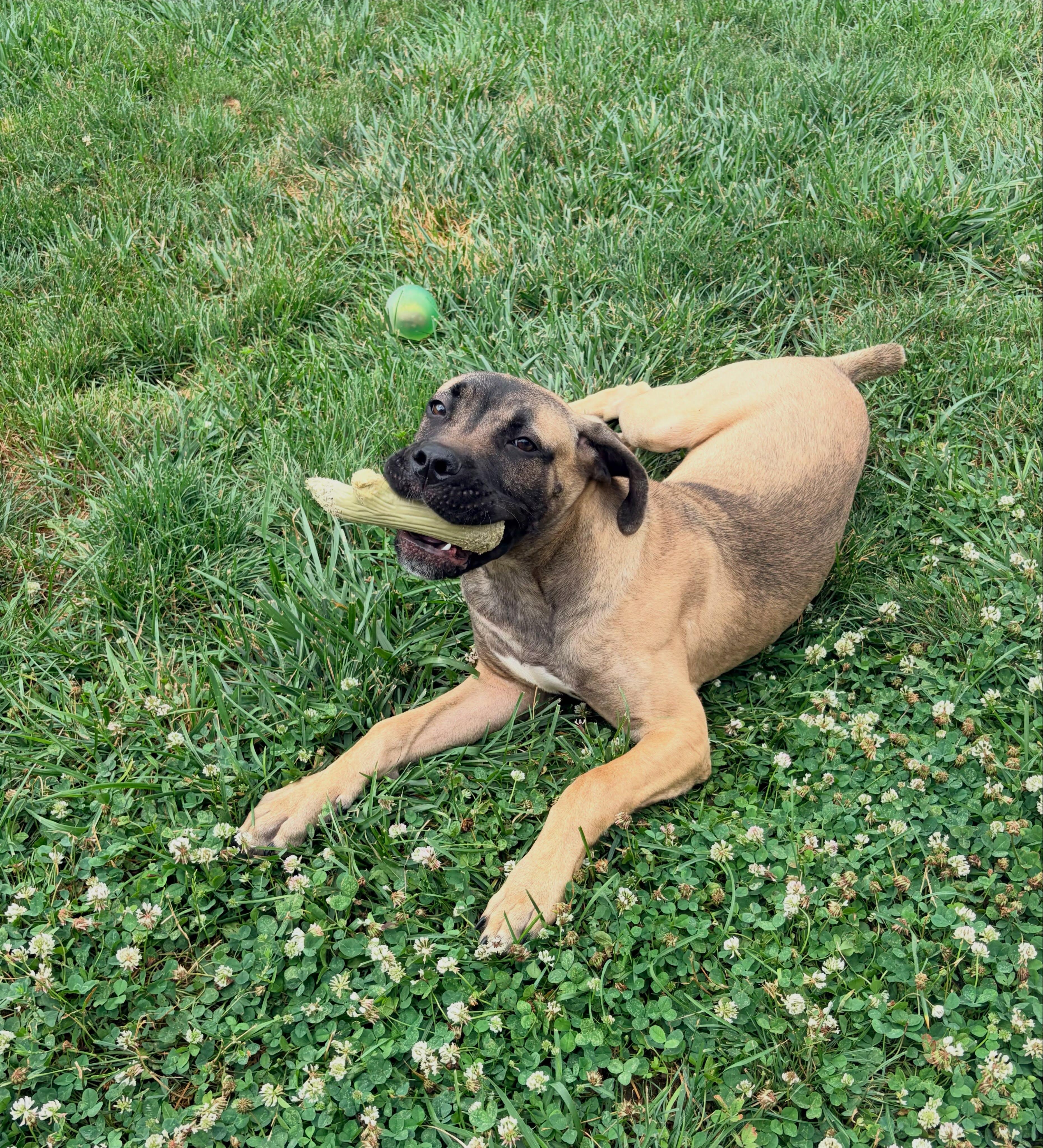 Ravi, a ADOPTABLE Mastiff in Dayton, OH image 3/5