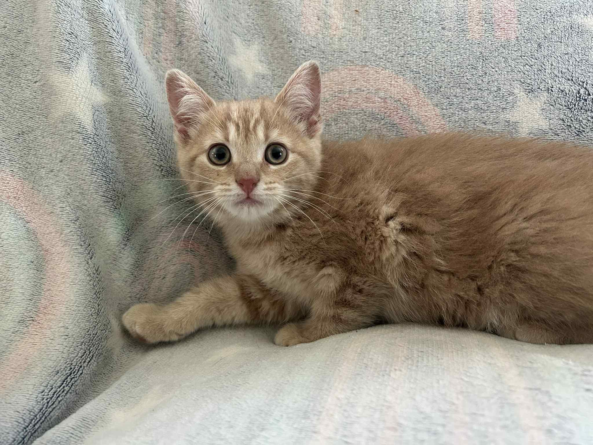 Buttercup - In Foster photo 2