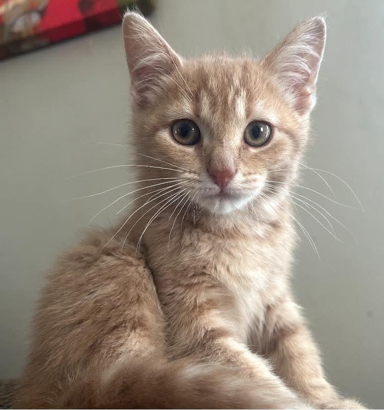 Buttercup - In Foster