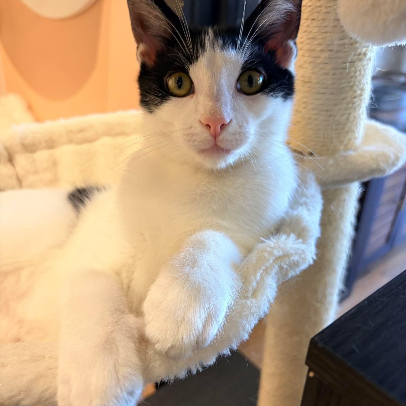Enlarge Atticus, a ADOPTABLE Domestic Short Hair in Murfreesboro, TN image 1/1