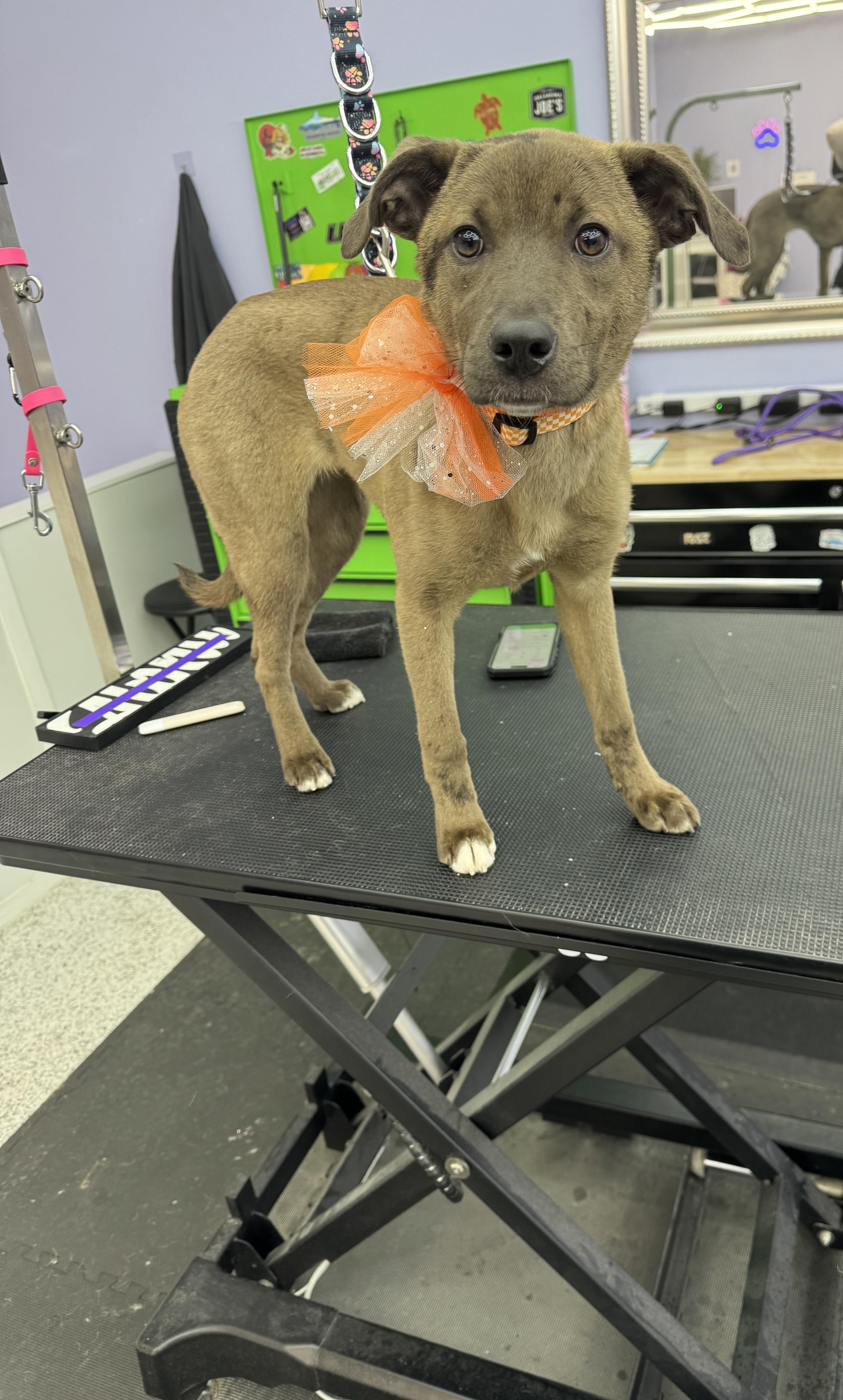 Enlarge Bourbon, a Adoptable mixed breed in Knoxville, TN image 3/6