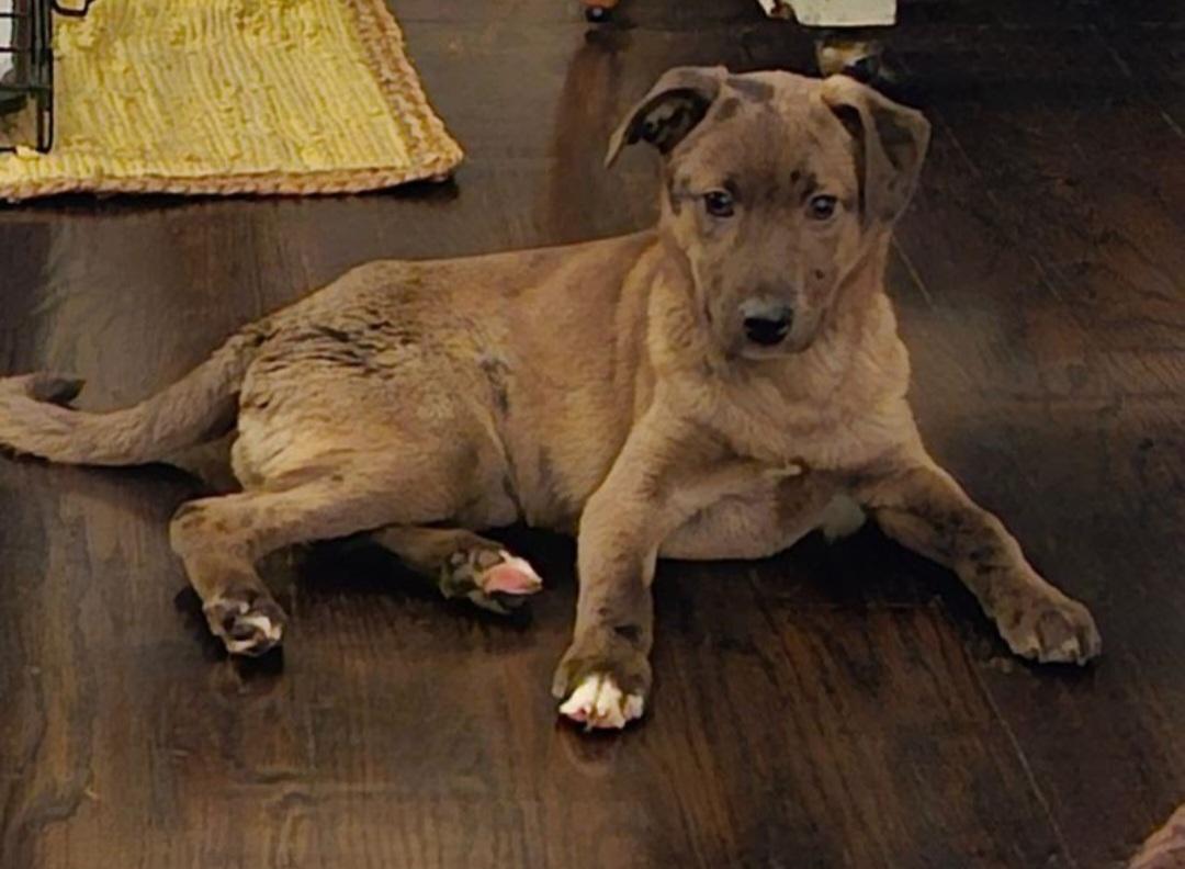 Enlarge Bourbon, a Adoptable mixed breed in Knoxville, TN image 4/6