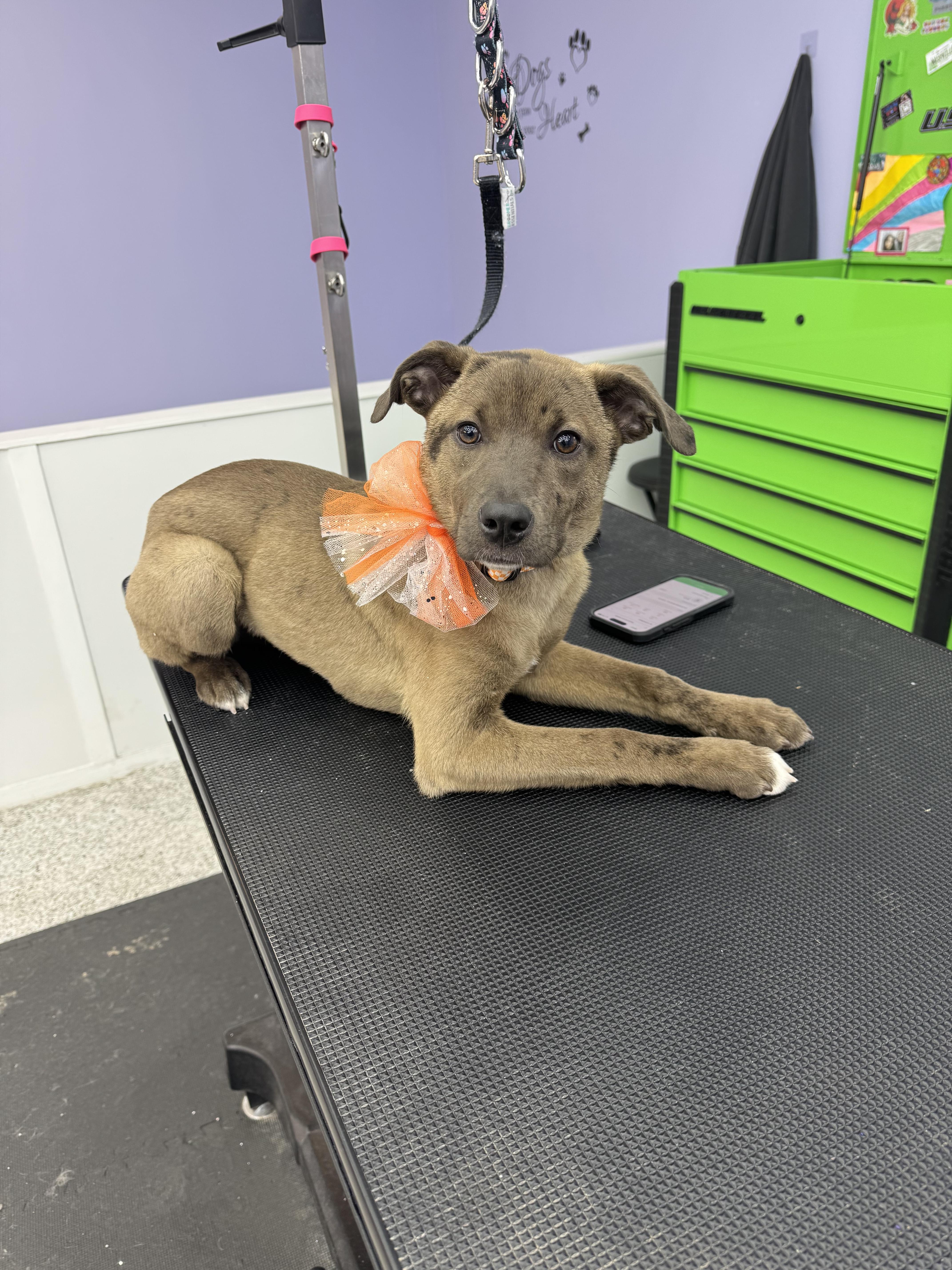 Enlarge Bourbon, a Adoptable mixed breed in Knoxville, TN image 5/6