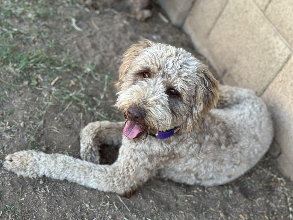 Enlarge Opie (Aussie), a Adopted mixed breed in Tempe, AZ image 2/6
