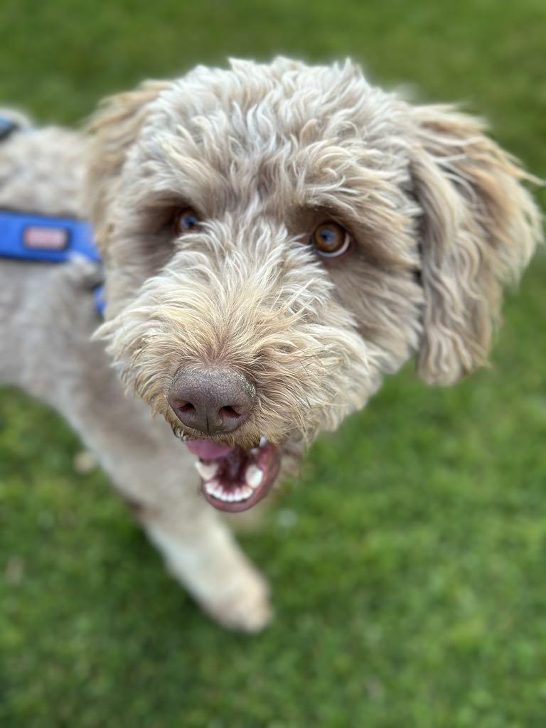 Enlarge Opie (Aussie), a Adopted mixed breed in Tempe, AZ image 3/6