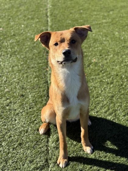 Enlarge Benjamin, a ADOPTABLE mixed breed in Red Bluff, CA image 1/3