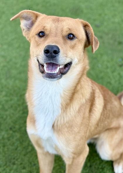 Benjamin, ADOPTABLE, Young Male Labrador Retriever.