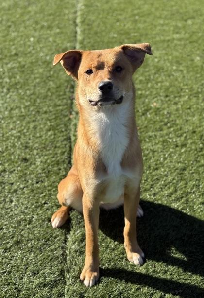Enlarge Benjamin, a ADOPTABLE mixed breed in Red Bluff, CA image 3/3