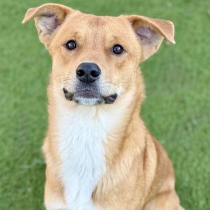 Benjamin, ADOPTABLE, Young Male Siberian Husky.
