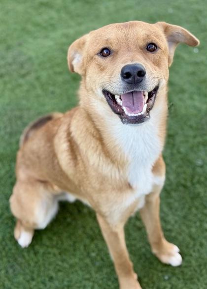 Enlarge Benjamin, a ADOPTABLE mixed breed in Red Bluff, CA image 3/6