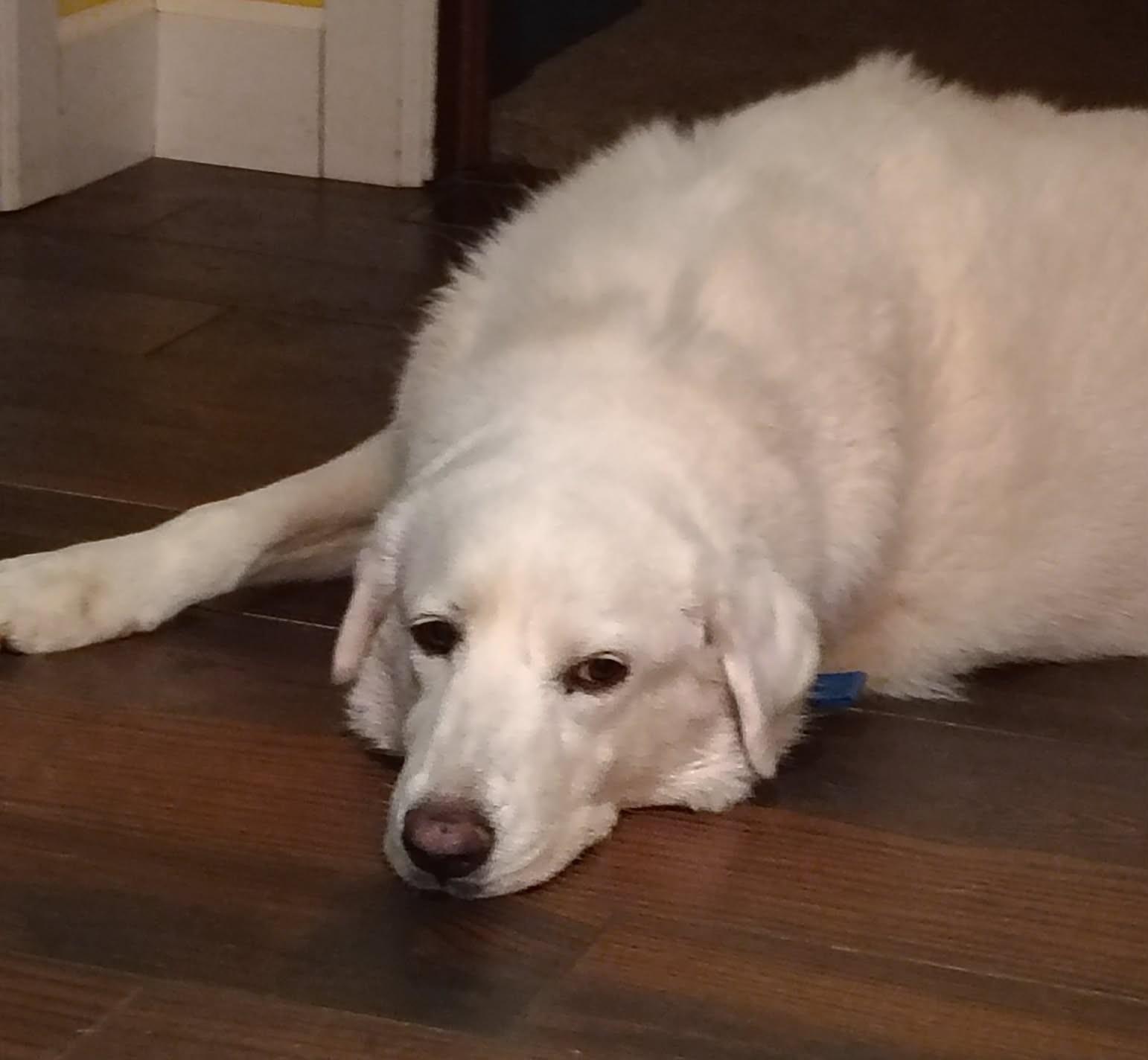 Enlarge Kodah, a Adoptable Great Pyrenees in Oklahoma City, OK, OK image 2/6