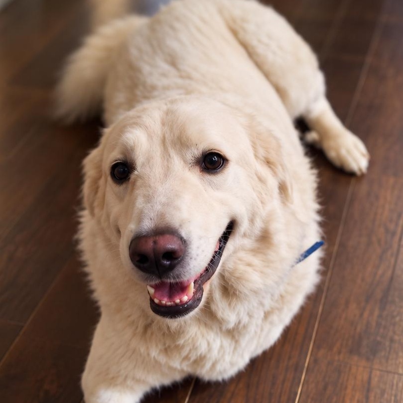 Kodah, Adoptable, Adult Female Great Pyrenees.