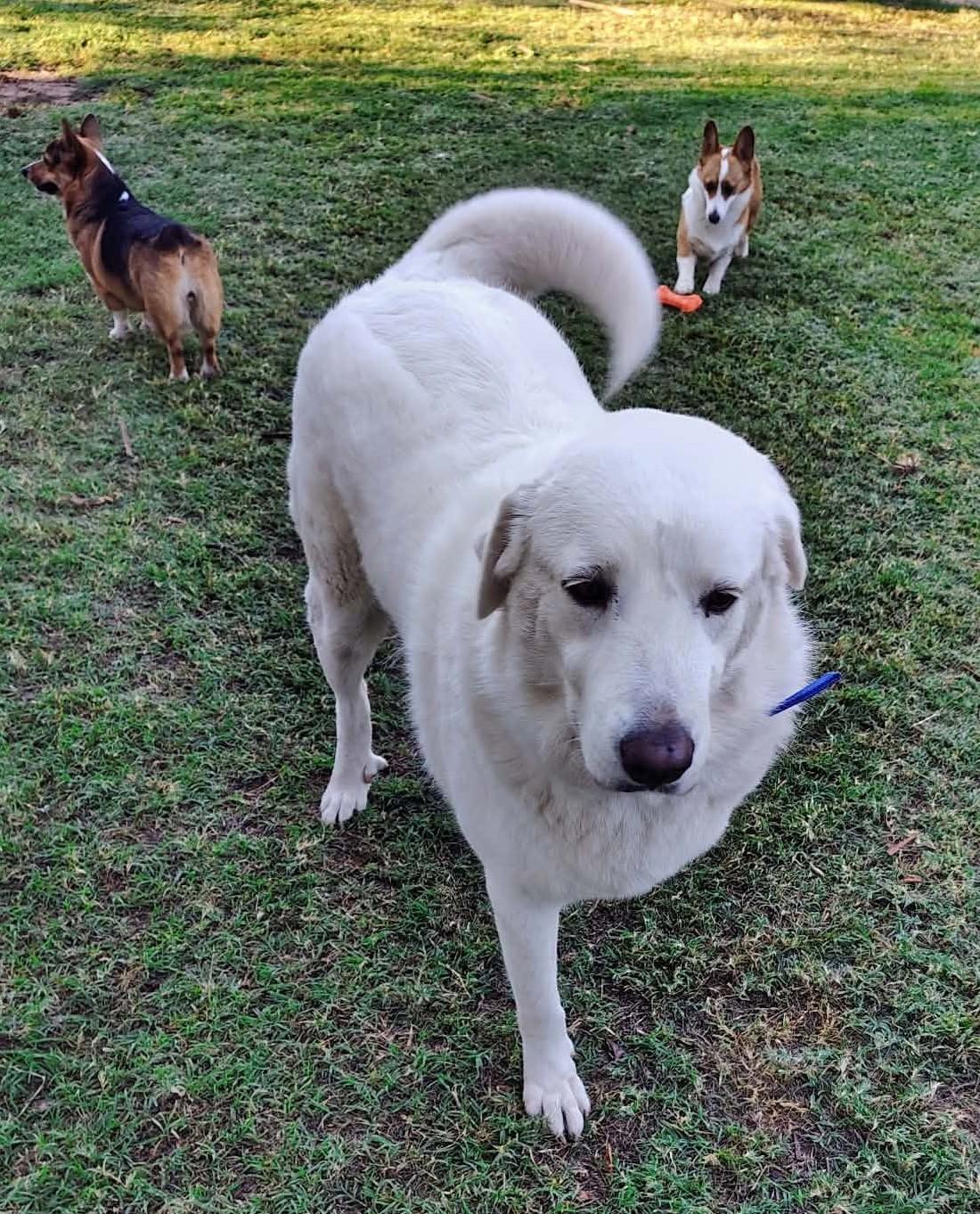 Enlarge Kodah, a Adoptable Great Pyrenees in Oklahoma City, OK, OK image 3/6