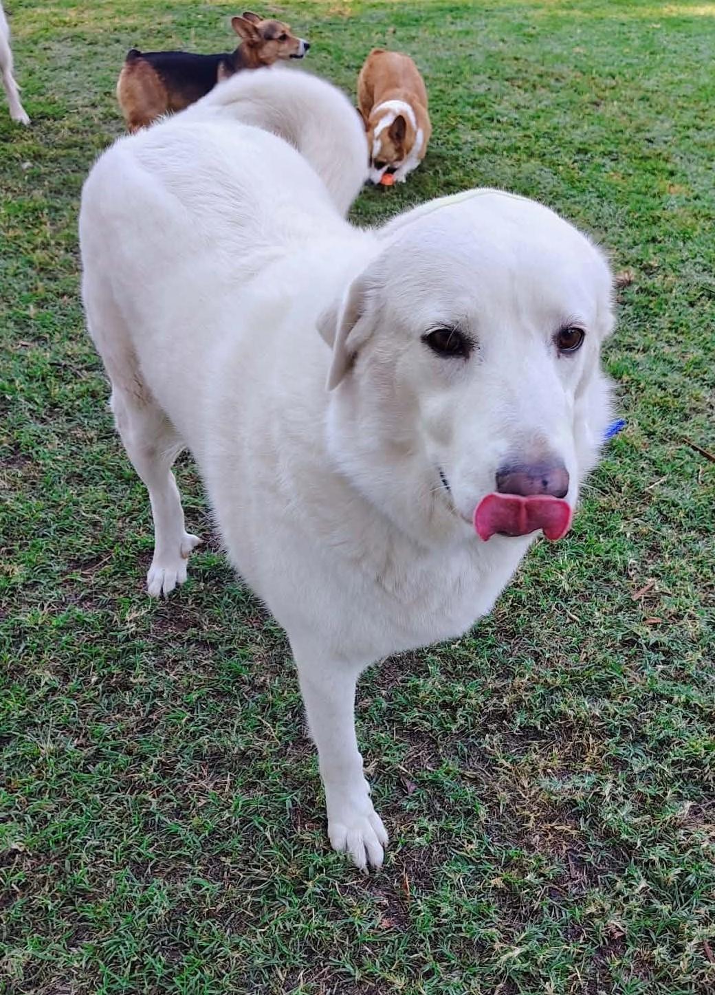 Enlarge Kodah, a Adoptable Great Pyrenees in Oklahoma City, OK, OK image 4/6
